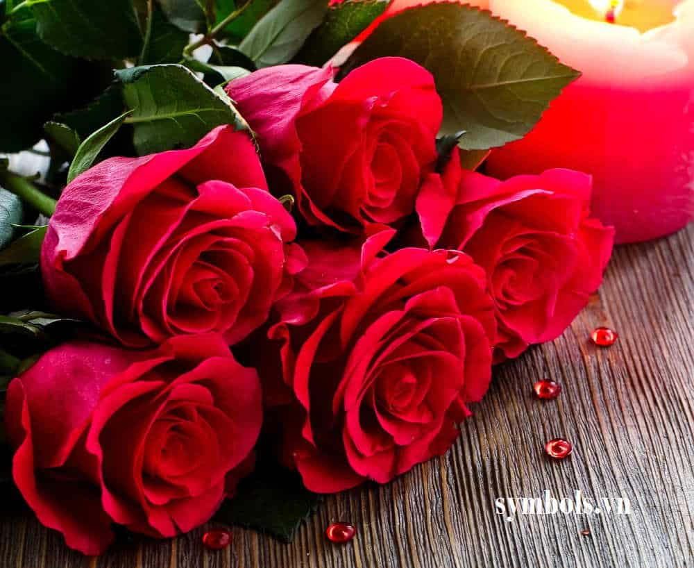 Gửi tặng đến người bạn thương những lời chúc kèm bông hồng tươi thắm