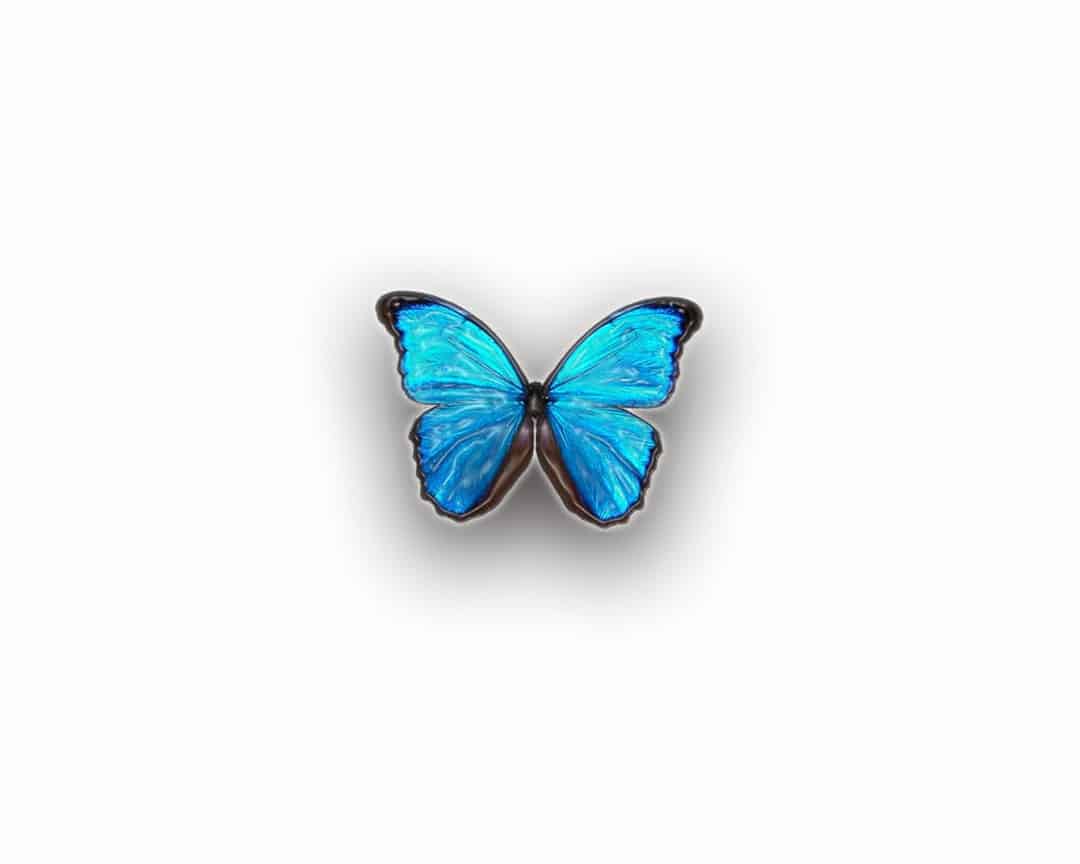 Gợi ý mẫu cánh bướm màu xanh đẹp