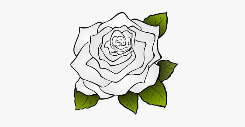 Mẫu icon hoa hồng trắng ấn tượng