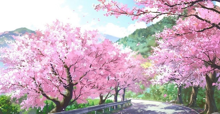 Ảnh nền phong cảnh thiên nhiên Anime hoa anh đào