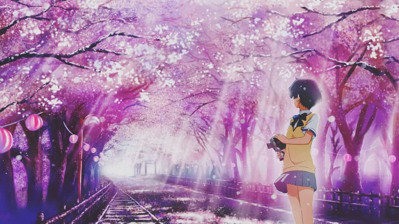 Hình Hoa Anh Đào Anime cô nàng đứng một mình
