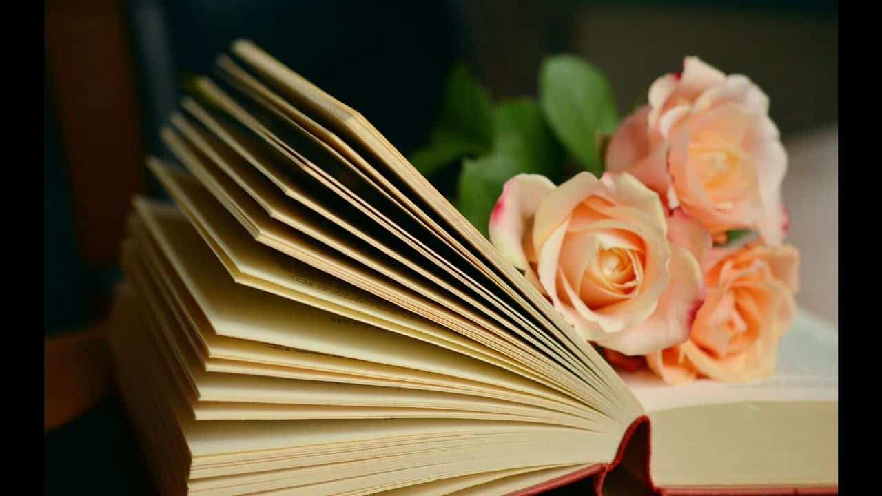 Bông hoa hồng cùng sách cho ngày mới