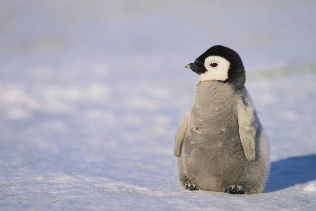 Đánh ghen mà còn buồn cười chim cánh cụt đúng là loài dễ thương nhất quả  đất