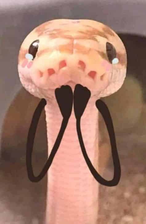 Bộ sưu tập hình rắn chibi anime cute sẽ khiến bạn bị mê hoặc bởi sự ngộ nghĩnh, đáng yêu và hài hước của loài rắn nhỏ xinh này. Đây là một điểm nhấn đáng để khám phá cho những ai yêu thích thế giới anime.