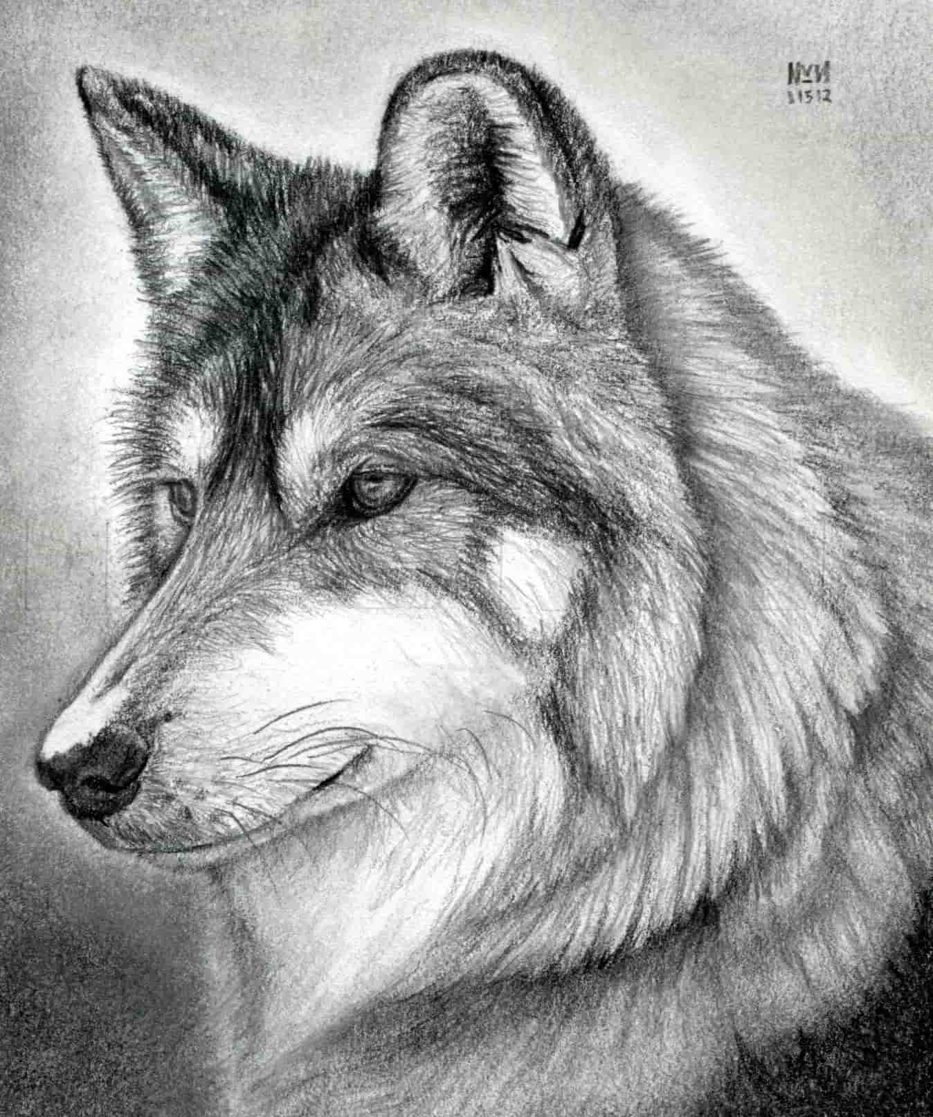 Top với hơn 51 về hình vẽ chó sói  trieuson5