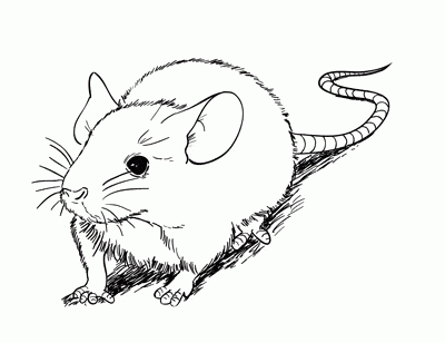 Hình Vẽ Chuột cực kỳ độc đáo