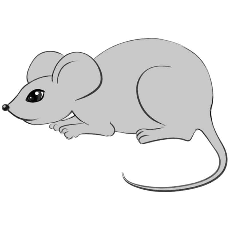 Hình Vẽ Chuột đơn giản dễ thương