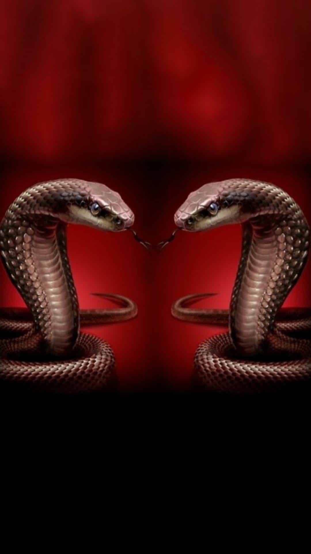 Hình nền con rắn Rồng Thần thoại Con rắn NGHỆ THUẬT Nhân vật hư cấu 1680x1050 OrionSDB 162461 Hình nền đẹp hd WallHere