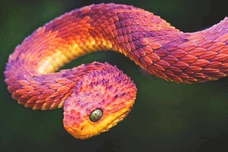 Hình con rắn đẹp hiếm nhất