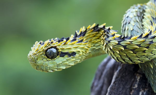 Hình con rắn đẹp hiếm