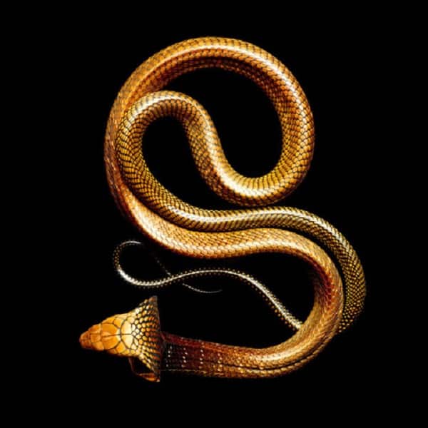 Hình con rắn đẹp ngầu lòi