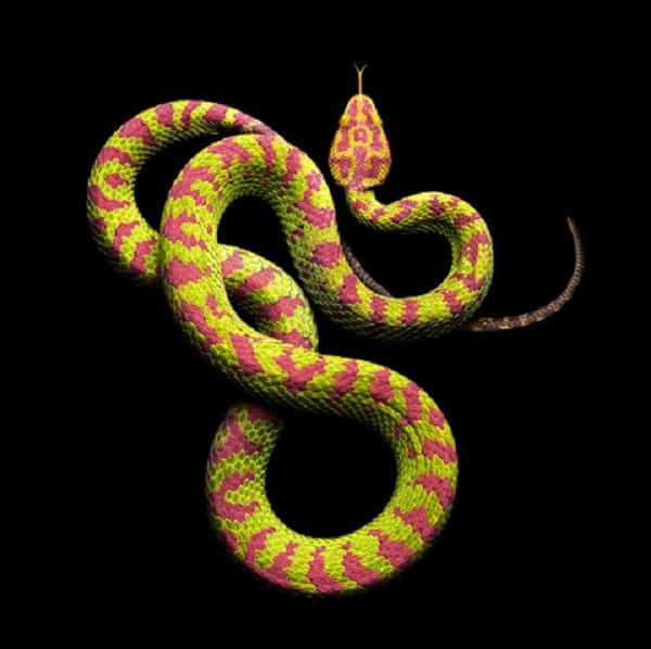 Hình con rắn đẹp ngầu