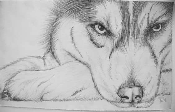 Với những nét vẽ tinh tế và tỉ mỉ, bức tranh con chó được vẽ bằng bút chì tạo nên một tác phẩm đầy sáng tạo và độc đáo. Hãy cùng chiêm ngưỡng hình ảnh chú chó đáng yêu này, chắc chắn bạn sẽ không thể rời mắt khỏi nó.