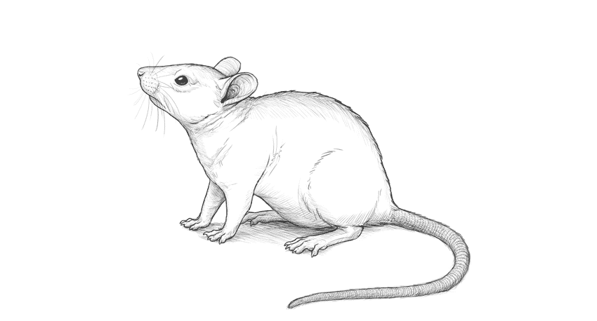 Tranh vẽ chuột độcTranh vẽ chuột độc đáo nhất đáo nhất