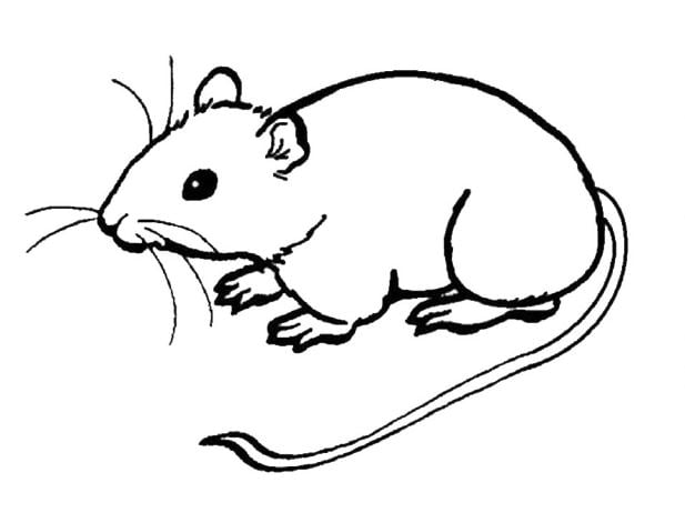 Tranh vẽ chuột đơn giản
