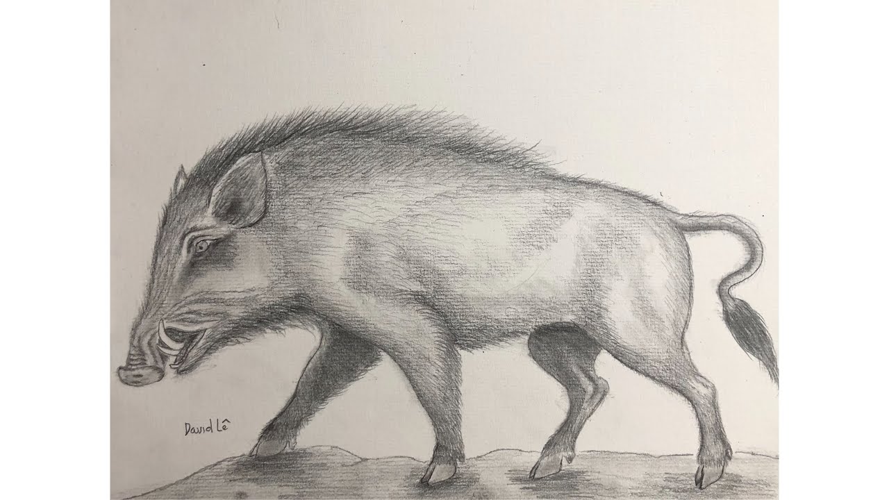 Vẽ Con Lợn Rừng ấn tượng