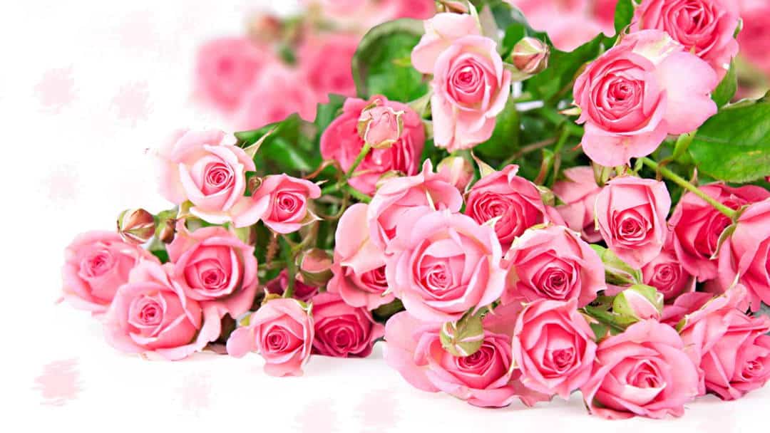 Tặng chị em phụ nữ một bó hoa đẹp cho ngày 8 tháng 3 thêm vui
