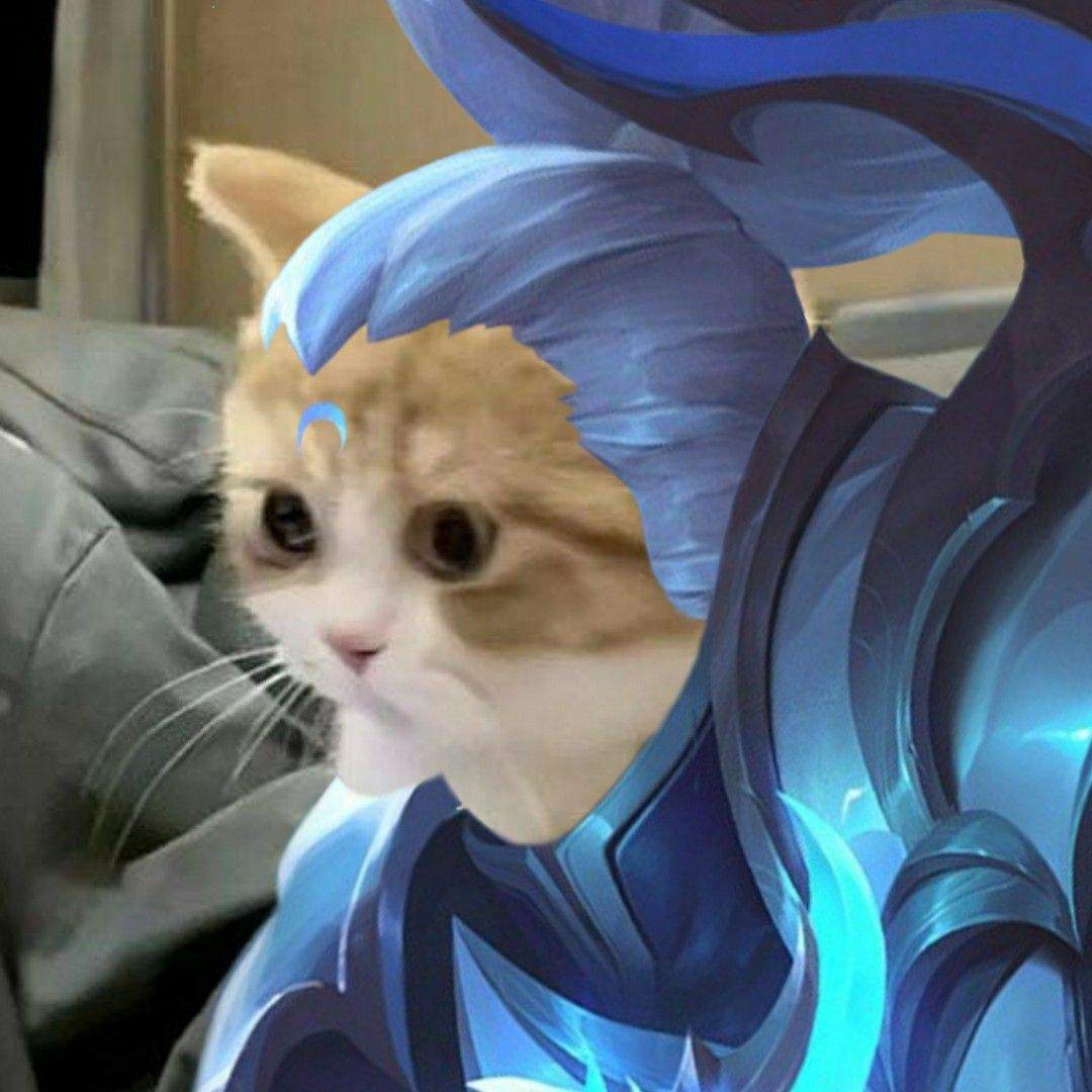Ảnh Avatar Mèo LQ Cute Nhất siêu chất