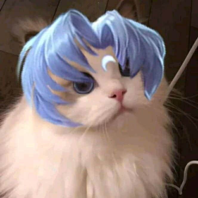 Ảnh Avatar Mèo LQ Enzo