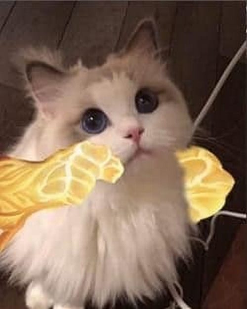 Hình Ảnh Avatar Mèo LQ Raz đẹp nhất