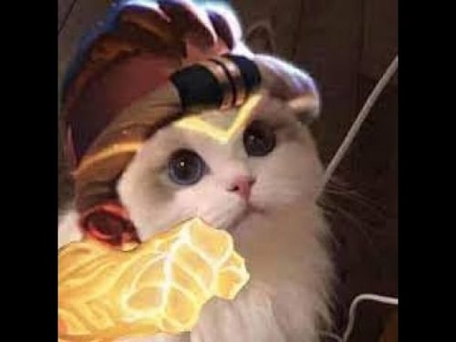 Hình Ảnh Avatar Mèo LQ Raz