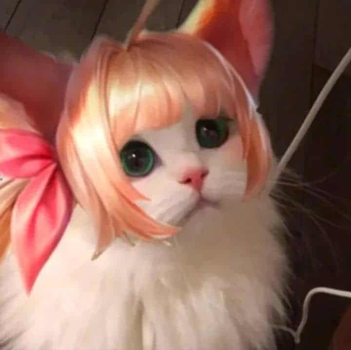 Hình Avatar Mèo LQ Aya đẹp nhất
