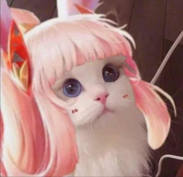 Hình Avatar Mèo LQ Aya