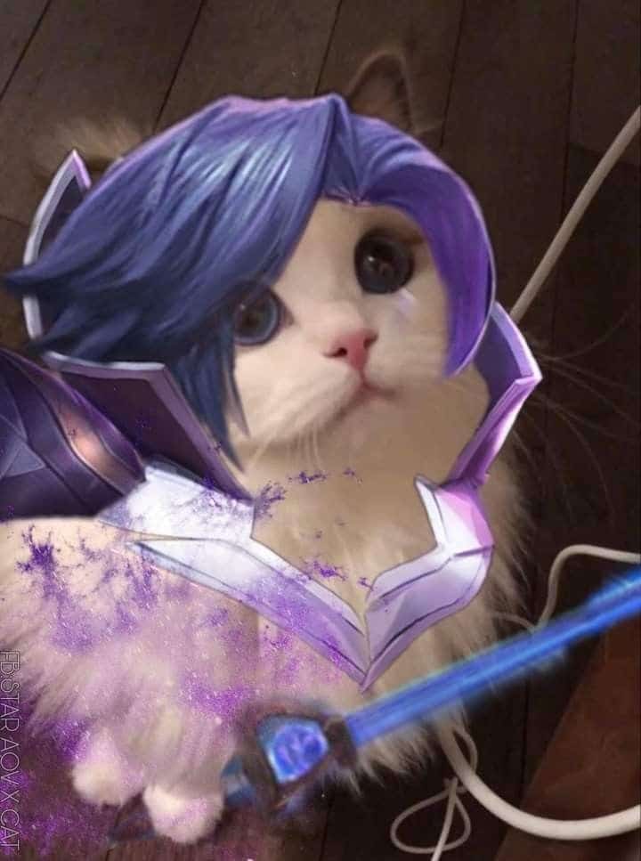 Hình Avatar Mèo LQ Florentino đẹp nhất