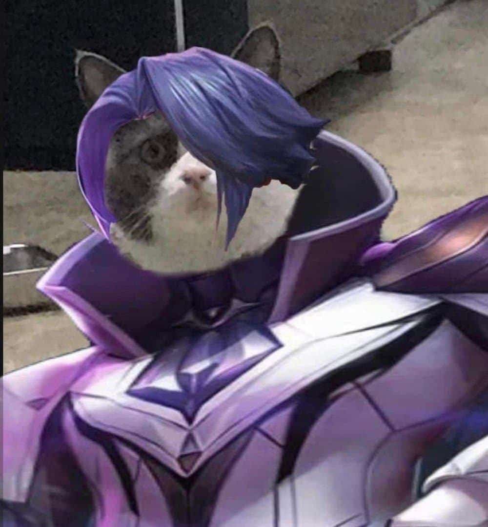 Hình Avatar Mèo LQ Florentino