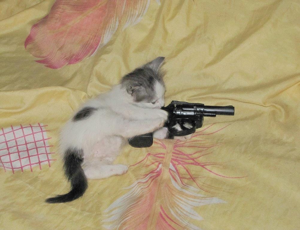 Hình mèo cầm súng Free Fire đẹp nhất