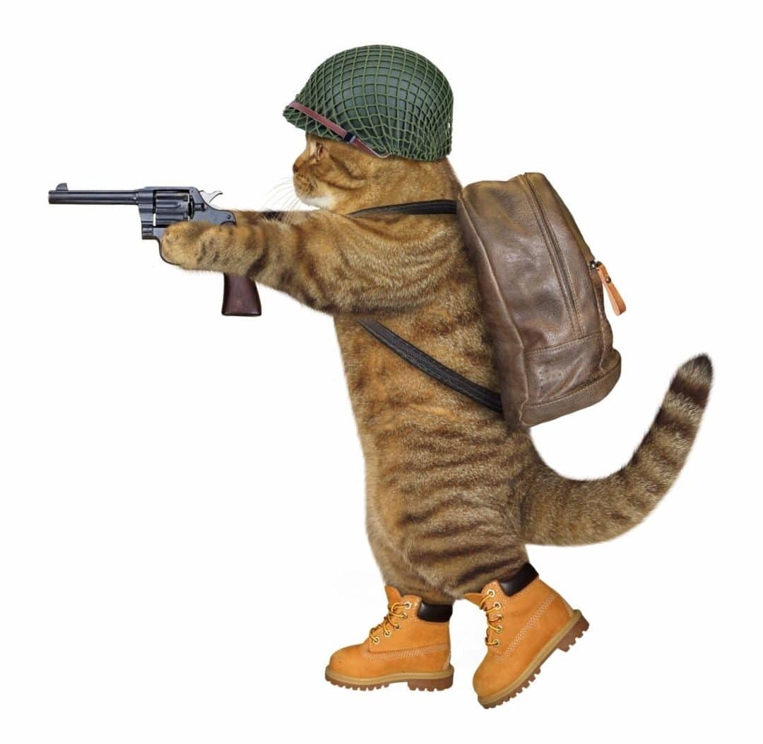 Mèo cầm súng AK Free Fire