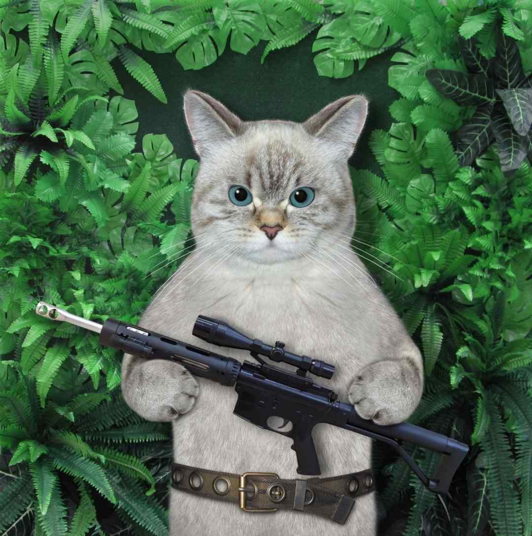 Mèo cầm súng AK đẹp nhất