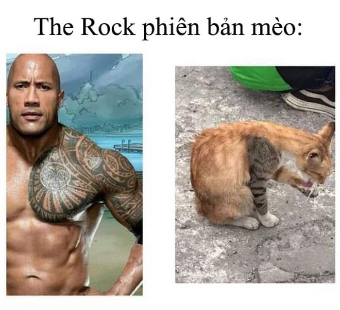 Ảnh chế mèo The Rock hài hước