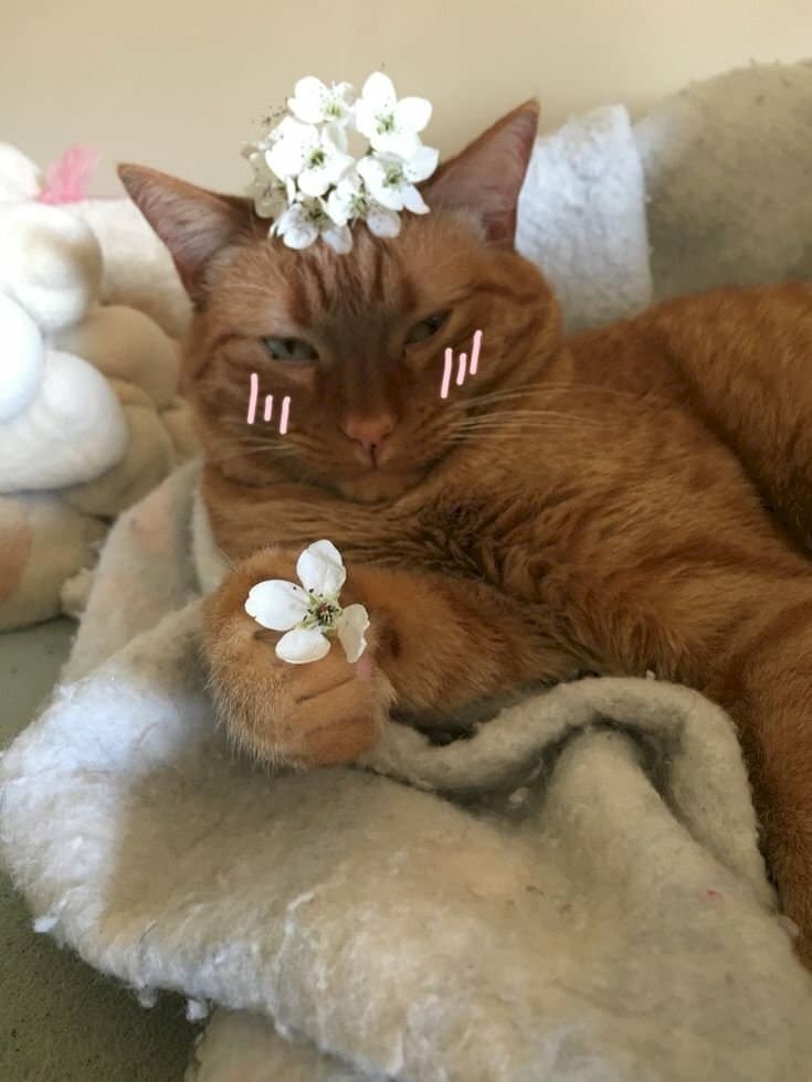Ảnh con mèo tặng hoa bá đạo