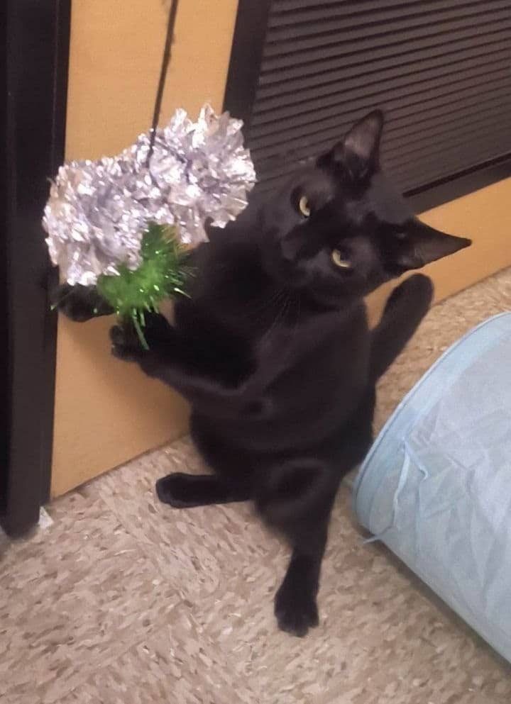Ảnh mèo tặng hoa bá đạo cực ngầu