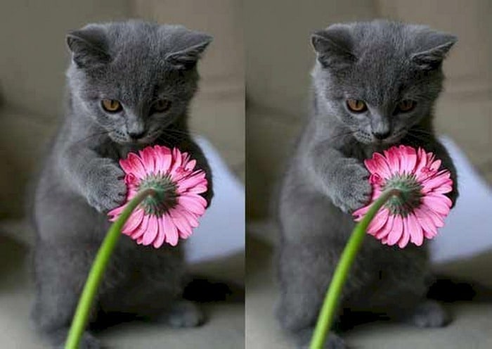 Ảnh mèo tặng hoa bá đạo ngầu