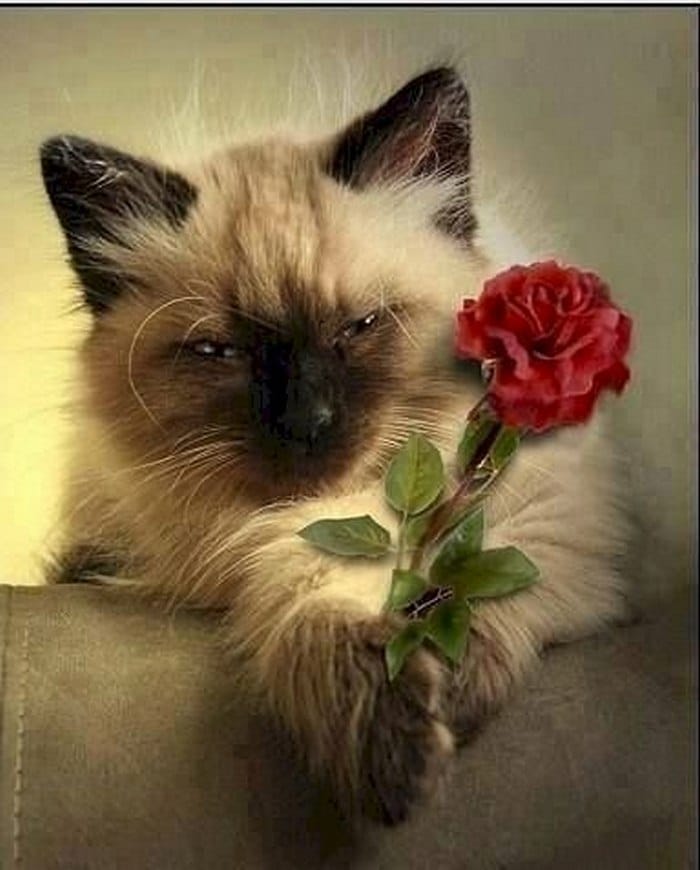 Ảnh mèo tặng hoa bá đạo nhất