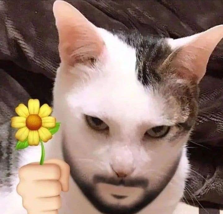 Ảnh mèo tặng hoa bá đạo