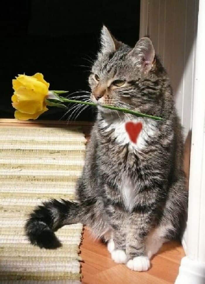 Ảnh mèo tặng hoa siêu bá đạo