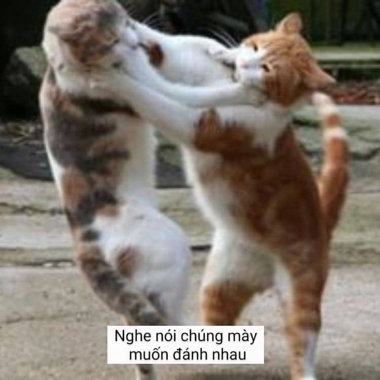 Chia sẻ hình ảnh meme mèo đánh nhau vui hài hước