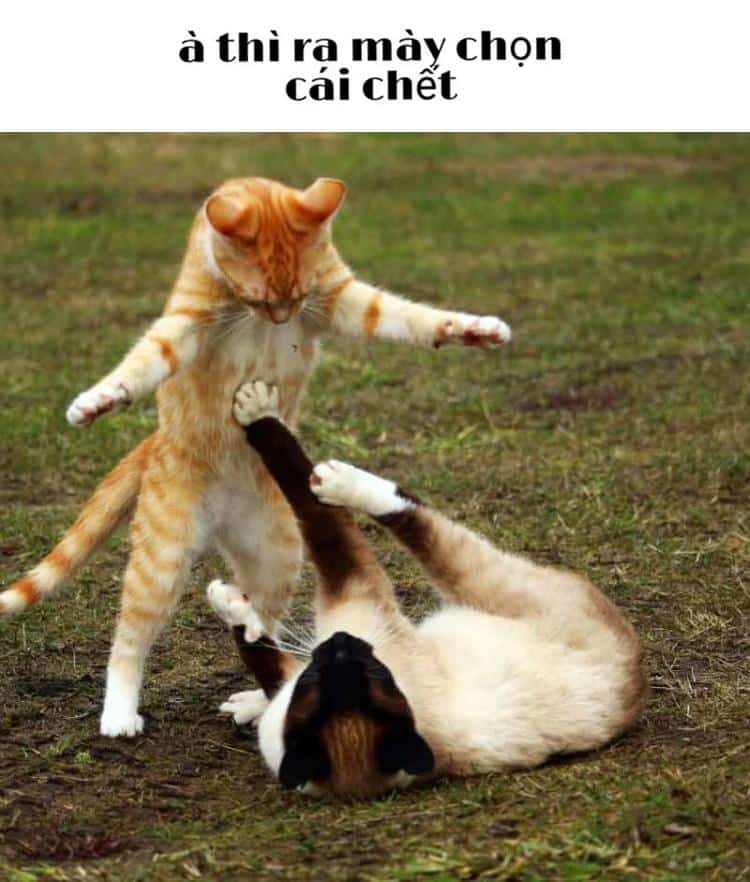 Chia sẻ hình ảnh meme mèo đánh nhau vui nhộn