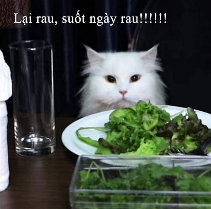 Chia sẻ hình ảnh mèo ăn rau