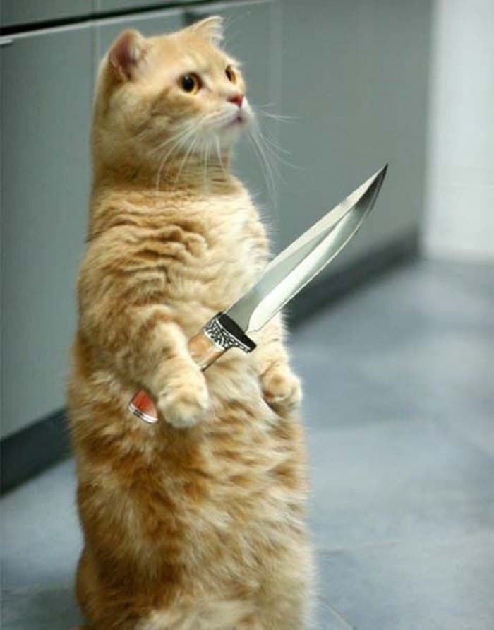 Chia sẻ hình ảnh mèo cầm dao bựa hài hước
