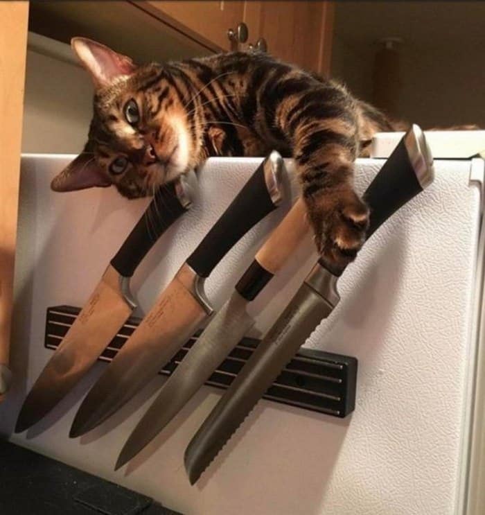 Chia sẻ hình ảnh mèo cầm dao bựa hài nhất