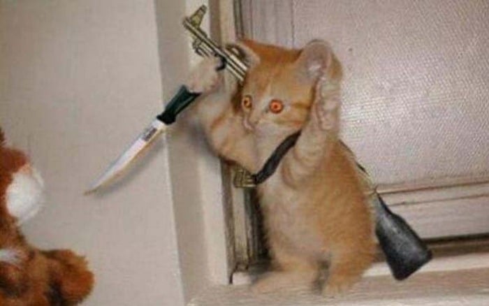Chia sẻ hình ảnh mèo cầm dao bựa mới nhất
