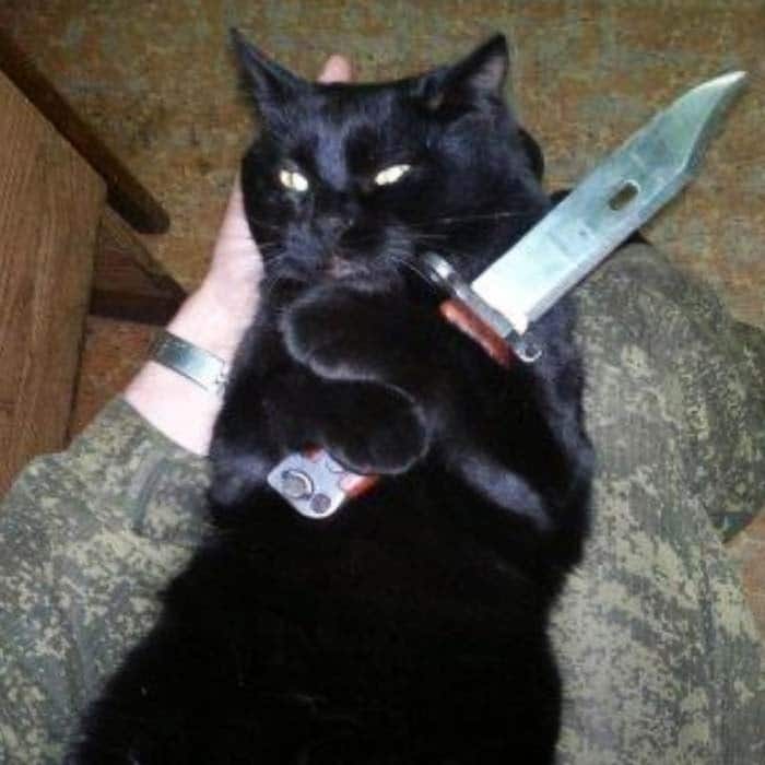 Chia sẻ hình ảnh mèo cầm dao bựa