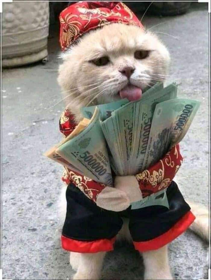Chia sẻ hình ảnh mèo ôm tiền cute