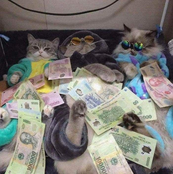 Chia sẻ hình ảnh mèo ôm tiền hài hước