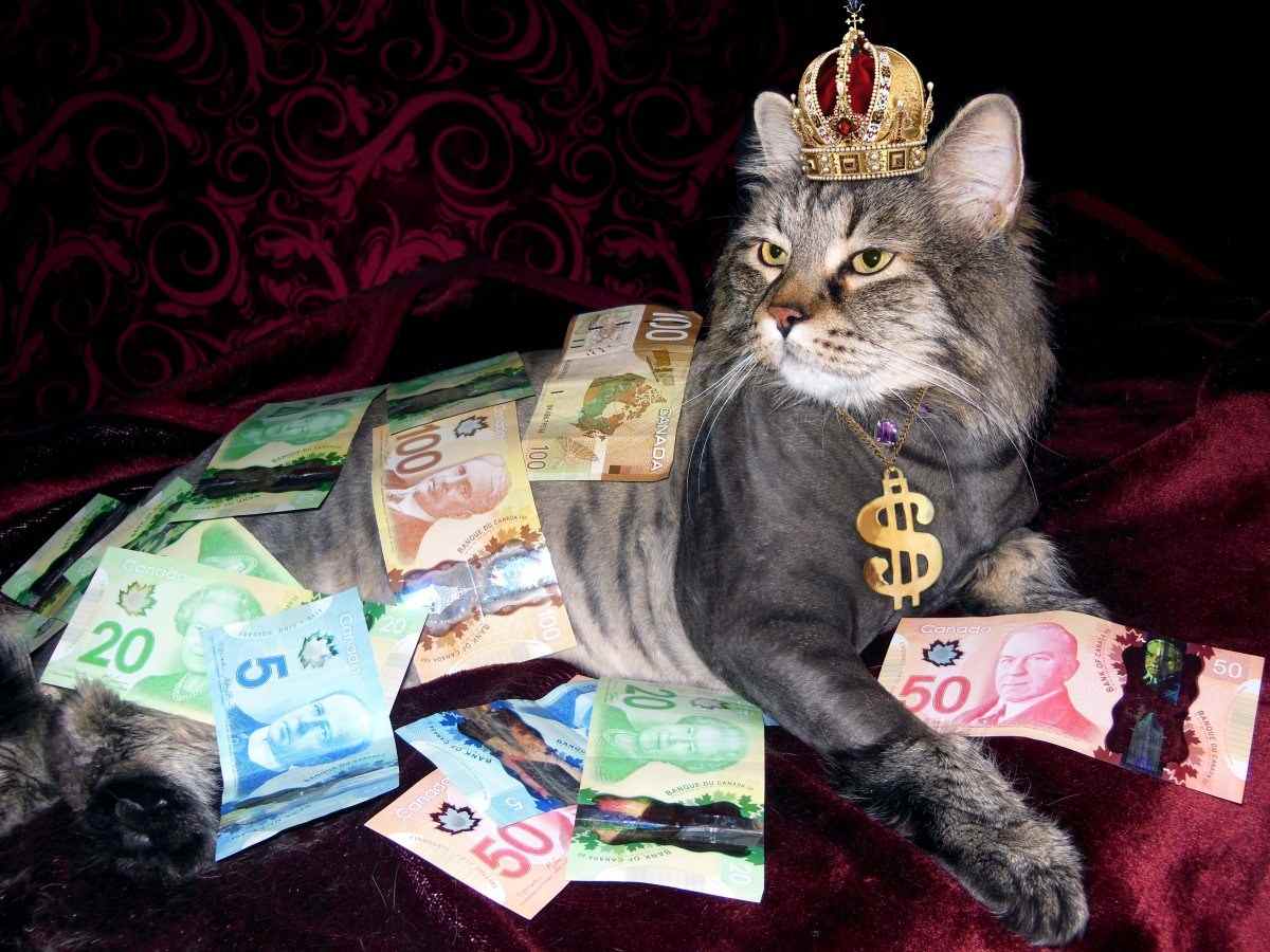 Chia sẻ hình ảnh mèo ôm tiền ngầu lòi