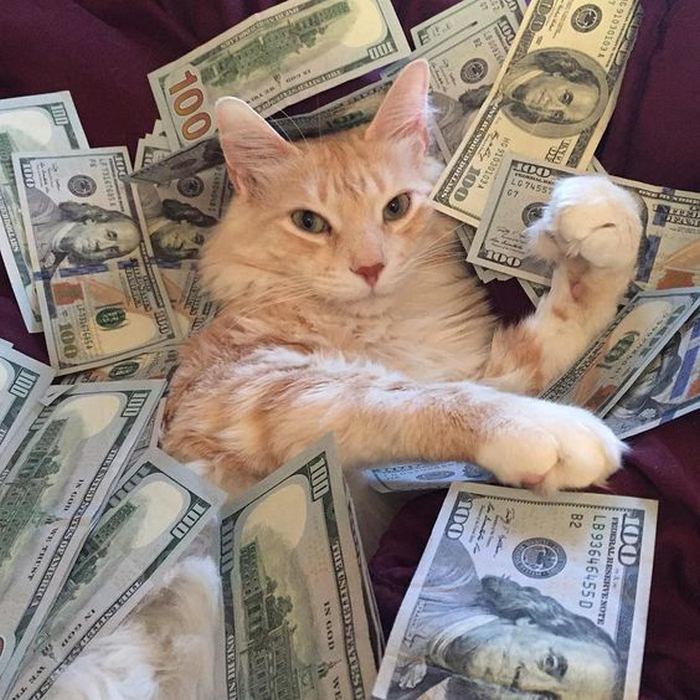 Chia sẻ hình ảnh mèo ôm tiền
